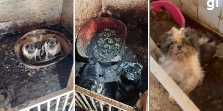 Cerca de 40 cães são encontrados em gaiolas com fezes, urina e lama em residência no RS Cerca de 40 cães são encontrados em gaiolas com fezes, urina e lama em residência no RS