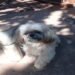 Mulher é condenada por exigir R$ 400 de tutora de Shih Tzu para devolver cão que havia desaparecido Mulher é condenada por exigir R$ 400 de tutora de Shih Tzu para devolver cão que havia desaparecido