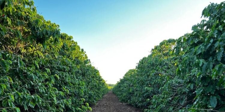 O que faz um café ter aroma e doçura marcantes? Produtores do interior de SP explicam O que faz um café ter aroma e doçura marcantes? Produtores do interior de SP explicam