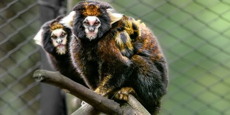 Filhotes de sagui-da-serra-escuro, espécie ameaçada, nascem em zoo do RS Filhotes de sagui-da-serra-escuro, espécie ameaçada, nascem em zoo do RS