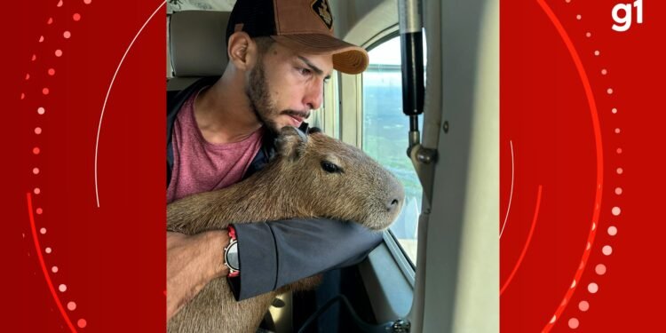 Justiça determina que capivara Filó seja devolvida ao Ibama e nega guarda definitiva a influenciador Justiça determina que capivara Filó seja devolvida ao Ibama e nega guarda definitiva a influenciador