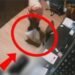 Polícia indicia dois funcionários por maus-tratos e morte de gata dentro de academia de Maceió