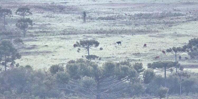 Em plena primavera, Serra de SC amanhece congelada com geada e mínima de -2°C