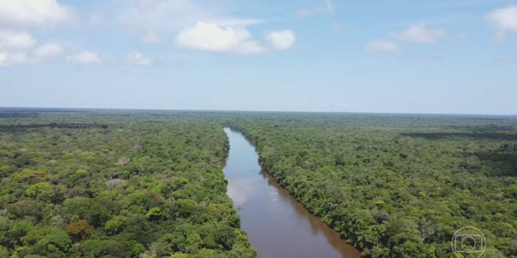 Desmatamento na Amazônia e no Cerrado cai para o menor nível desde o início das medições Desmatamento na Amazônia e no Cerrado cai para o menor nível desde o início das medições