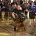VÍDEO: engenheiro tenta recorde, mas derruba 65 kg em canecas de chope na Oktoberfest de Blumenau VÍDEO: engenheiro tenta recorde, mas derruba 65 kg em canecas de chope na Oktoberfest de Blumenau