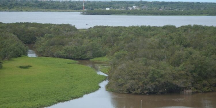 Justiça Federal condena invasor de terra indígena que vendeu lotes e destruiu vegetação no litoral de SP Justiça Federal condena invasor de terra indígena que vendeu lotes e destruiu vegetação no litoral de SP