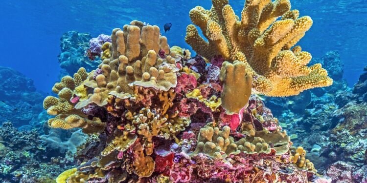 Quase metade das espécies de corais que formam recifes no mundo está ameaçada de extinção Quase metade das espécies de corais que formam recifes no mundo está ameaçada de extinção