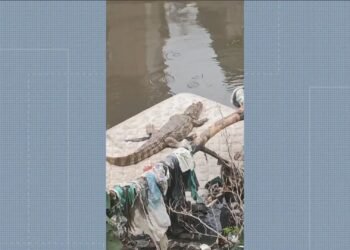 Jacaré aproveita sol em colchão às margens do Rio Pavuna, no Rio
