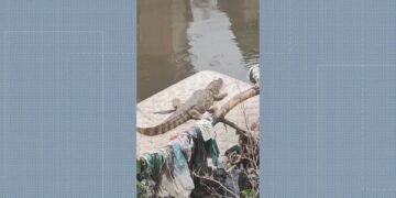 Jacaré aproveita sol em colchão às margens do Rio Pavuna, no Rio