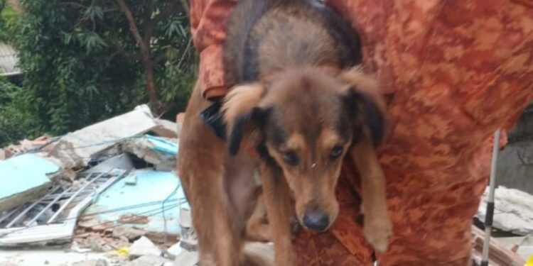 Adolescente reconhece choro de cachorro, e ‘Romário’ é resgatado após 5 dias sob escombros em Niterói Adolescente reconhece choro de cachorro, e ‘Romário’ é resgatado após 5 dias sob escombros em Niterói