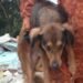 Adolescente reconhece choro de cachorro, e ‘Romário’ é resgatado após 5 dias sob escombros em Niterói