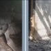 Menina de 6 anos morre após incêndio em casa onde estava com os irmãos em São Gonçalo