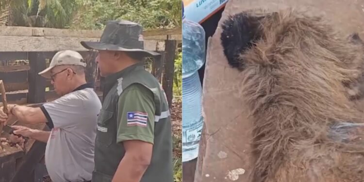 Morte de 5 macacos-prego em Pastos Bons é investigada por suspeita de febre amarela e raiva Morte de 5 macacos-prego em Pastos Bons é investigada por suspeita de febre amarela e raiva