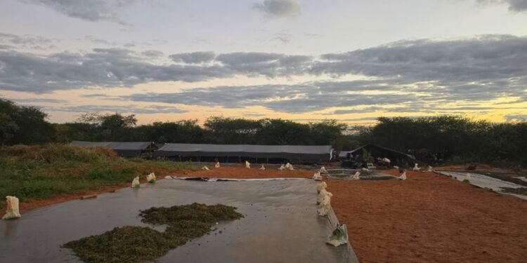 MP denuncia cinco pessoas por manter plantação de 290 mil pés de maconha no Ceará MP denuncia cinco pessoas por manter plantação de 290 mil pés de maconha no Ceará