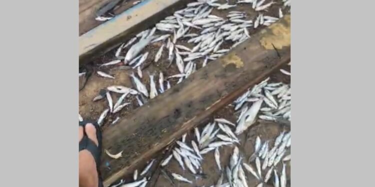 Inea investiga mortandade de peixes no canal do Grajaú, em São Francisco de Itabapoana