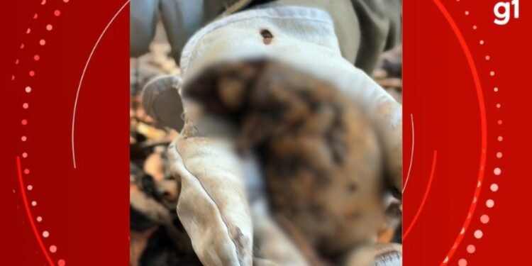 Roedor silvestre é encontrado com queimaduras nas patas em área de incêndio no AM; VÍDEO