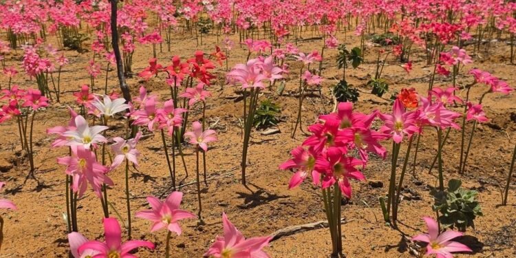 Cebola-brava: flores que ‘dormem’ durante a seca e despertam com a chuva transformam paisagem da Caatinga na Bahia