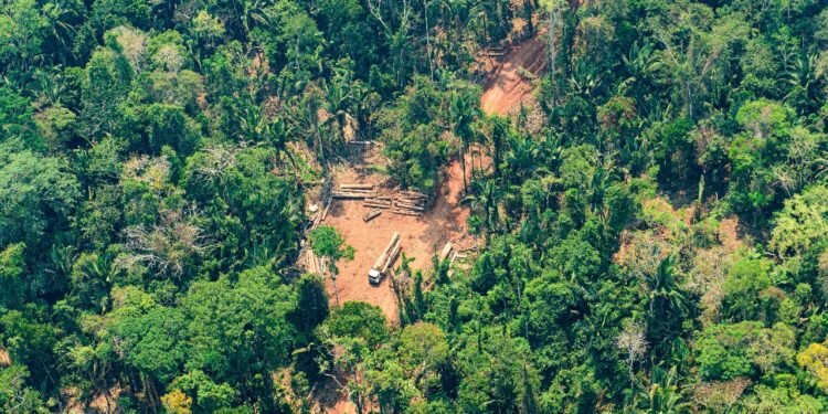 Justiça dá 120 dias para que ocupantes deixem Terra Indígena Piripkura em MT Justiça dá 120 dias para que ocupantes deixem Terra Indígena Piripkura em MT