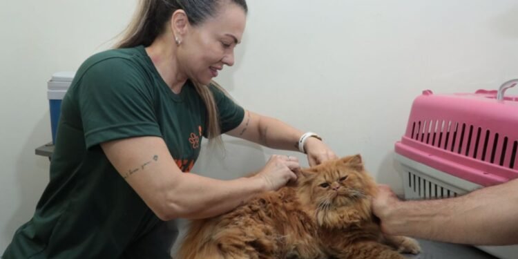 Saiba onde conseguir consulta veterinária e castração gratuitas para cães e gatos em Campo Grande Saiba onde conseguir consulta veterinária e castração gratuitas para cães e gatos em Campo Grande