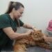 Saiba onde conseguir consulta veterinária e castração gratuitas para cães e gatos em Campo Grande Saiba onde conseguir consulta veterinária e castração gratuitas para cães e gatos em Campo Grande