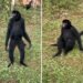 Tchuco, macaco-aranha de 23 anos, desembarca em Campinas para viver com três fêmeas em zoológico Tchuco, macaco-aranha de 23 anos, desembarca em Campinas para viver com três fêmeas em zoológico