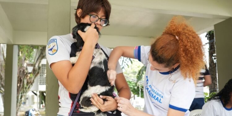 Vacina antirrábica gratuita para cães e gatos está disponível em 27 pontos de Manaus; veja onde