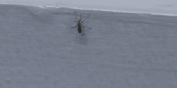 Em meio a casos de manchas na pele sem causa definida, moradores de Brodowski vivem infestação de pernilongos