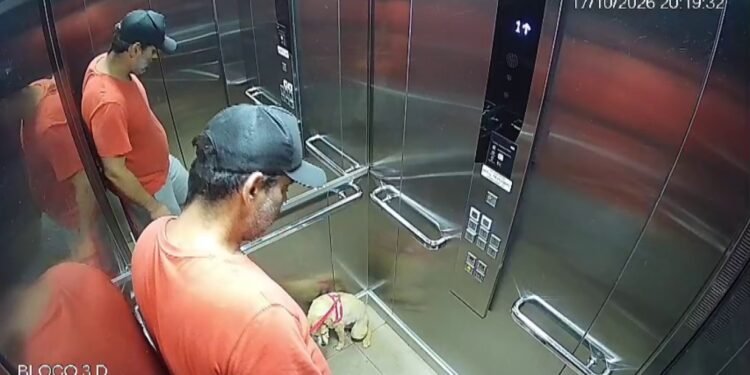 Homem é preso após chutar cachorra em elevador de condomínio em Santa Bárbara d’Oeste; VÍDEO Homem é preso após chutar cachorra em elevador de condomínio em Santa Bárbara d’Oeste; VÍDEO