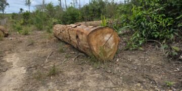 Roraima é o único estado da Amazônia Legal que registra alta no desmatamento, aponta Inpe