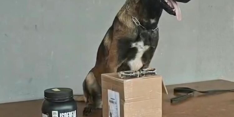 Cão farejador da polícia encontra droga escondida em pote de whey protein em RO