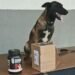 Cão farejador da polícia encontra droga escondida em pote de whey protein em RO Cão farejador da polícia encontra droga escondida em pote de whey protein em RO