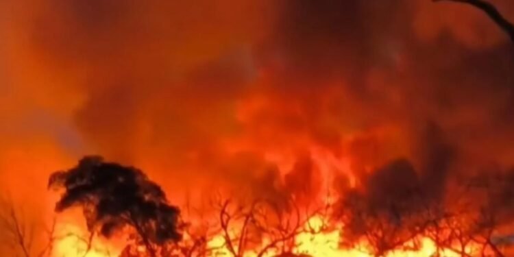 Incêndio atinge reserva ambiental na Bahia e moradores denunciam morte de animais Incêndio atinge reserva ambiental na Bahia e moradores denunciam morte de animais