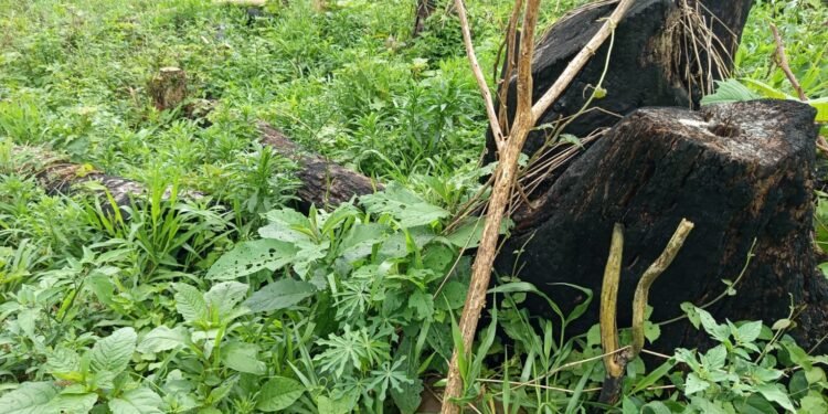 Fazendeiro é multado em R$ 94 mil por derrubar e queimar florestas para abrir espaço para criação de gado, no Paraná