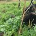Fazendeiro é multado em R$ 94 mil por derrubar e queimar florestas para abrir espaço para criação de gado, no Paraná