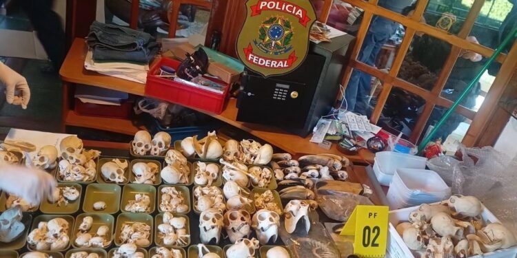 PF faz operação internacional contra tráfico de ovos de aves silvestres; dois investigados são presos na Espanha