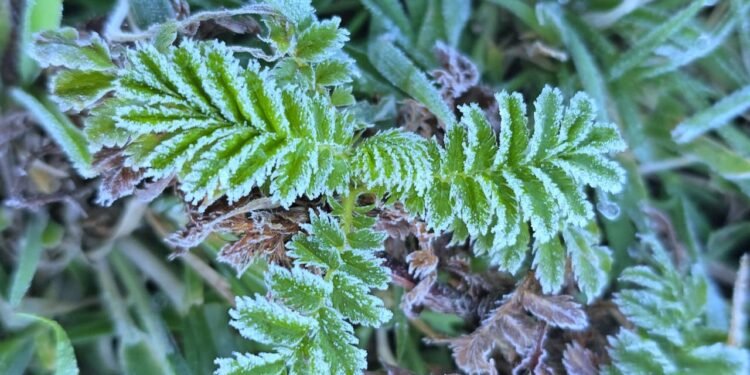 Pelo 2º dia consecutivo, São Joaquim registra geada fraca e termômetros perto de 0°C Pelo 2º dia consecutivo, São Joaquim registra geada fraca e termômetros perto de 0°C
