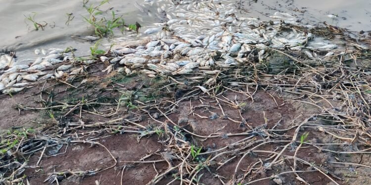 Mortandade de peixes deixa comunidades sem água própria para consumo em Alenquer, no Pará